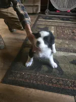 Diamond , a female Bernese Mountain Dog and Newfoundland for sale in Cheboygan, MI – 4 of 4