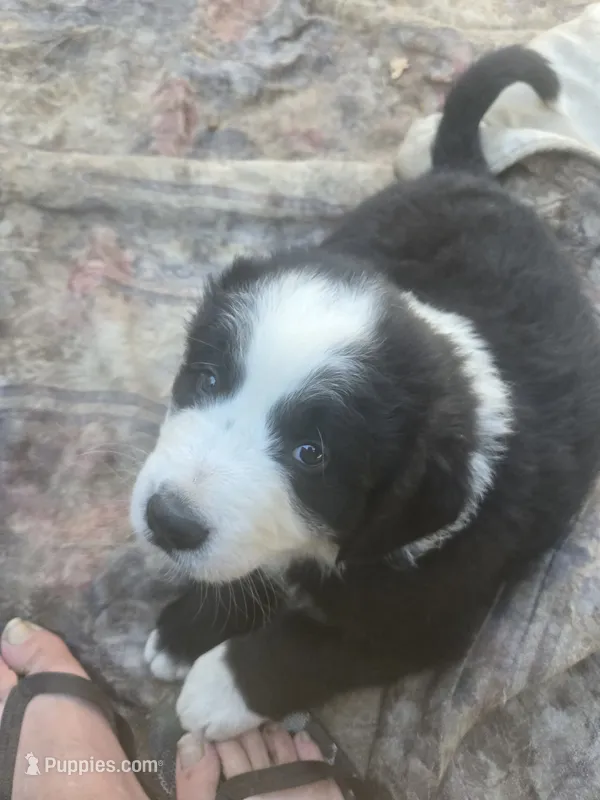Chex, a male Bernese Mountain Dog and Newfoundland for sale in Cheboygan, MI – 1 of 3