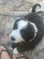 Chex, a male Bernese Mountain Dog and Newfoundland for sale in Cheboygan, MI – 1 of 3
