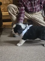 Sugar, a female Bernese Mountain Dog and Newfoundland for sale in Cheboygan, MI – Photo 5 of 5