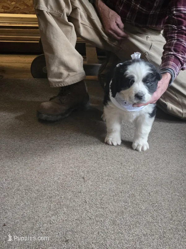 Sugar – Bernese Mountain Dog, Newfoundland puppy for sale in Cheboygan, MI