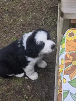 Sugar, a female Bernese Mountain Dog and Newfoundland for sale in Cheboygan, MI – Photo 2 of 5