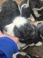 Sugar, a female Bernese Mountain Dog and Newfoundland for sale in Cheboygan, MI – Photo 4 of 5