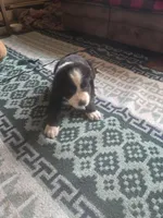 Heather, a female Bernese Mountain Dog and Newfoundland for sale in Cheboygan, MI – 1 of 3