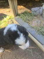 Blaze, a male Bernese Mountain Dog and Newfoundland for sale in Cheboygan, MI – 3 of 6