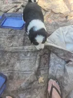 Chex, a male Bernese Mountain Dog and Newfoundland for sale in Cheboygan, MI – 3 of 3