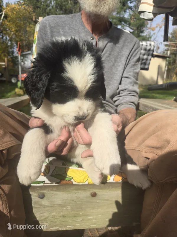 Blaze, a male Bernese Mountain Dog and Newfoundland for sale in Cheboygan, MI – 1 of 6