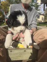 Blaze, a male Bernese Mountain Dog and Newfoundland for sale in Cheboygan, MI – 1 of 6