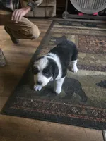 Diamond , a female Bernese Mountain Dog and Newfoundland for sale in Cheboygan, MI – 2 of 4