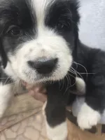 Petey, a male Bernese Mountain Dog and Newfoundland for sale in Cheboygan, MI – 1 of 3