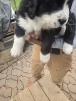 Petey, a male Bernese Mountain Dog and Newfoundland for sale in Cheboygan, MI – 2 of 3