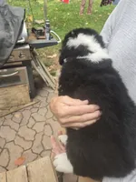 Flash, a male Bernese Mountain Dog and Newfoundland for sale in Cheboygan, MI – 2 of 3