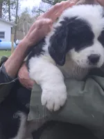 Panda, a male Bernese Mountain Dog and Newfoundland for sale in Cheboygan, MI – Photo 4 of 5