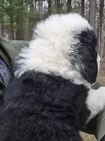 Panda, a male Bernese Mountain Dog and Newfoundland for sale in Cheboygan, MI – Photo 5 of 5