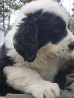 Panda, a male Bernese Mountain Dog and Newfoundland for sale in Cheboygan, MI – Photo 2 of 5