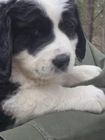 Panda, a male Bernese Mountain Dog and Newfoundland for sale in Cheboygan, MI – Photo 1 of 5