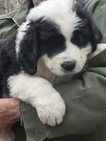 Panda, a male Bernese Mountain Dog and Newfoundland for sale in Cheboygan, MI – Photo 3 of 5