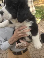Flash, a male Bernese Mountain Dog and Newfoundland for sale in Cheboygan, MI – 3 of 3