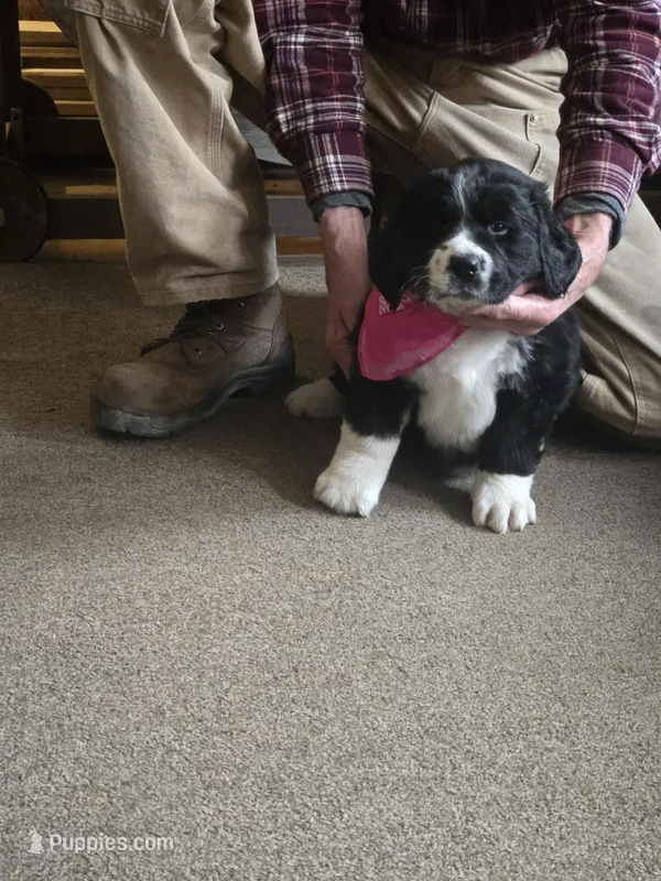 Gizmo – Bernese Mountain Dog, Newfoundland puppy for sale in Cheboygan, MI
