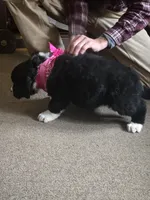 Gizmo, a female Bernese Mountain Dog and Newfoundland for sale in Cheboygan, MI – Photo 2 of 3