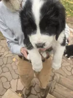 Sassy, a female Bernese Mountain Dog and Newfoundland for sale in Cheboygan, MI – 2 of 4