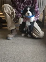 Sparky, a male Bernese Mountain Dog and Newfoundland for sale in Cheboygan, MI – Photo 3 of 3