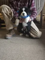 Sparky, a male Bernese Mountain Dog and Newfoundland for sale in Cheboygan, MI – Photo 1 of 3
