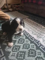 Heather, a female Bernese Mountain Dog and Newfoundland for sale in Cheboygan, MI – 2 of 3