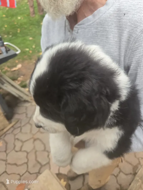 Sassy, a female Bernese Mountain Dog and Newfoundland for sale in Cheboygan, MI – 1 of 4