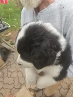 Sassy, a female Bernese Mountain Dog and Newfoundland for sale in Cheboygan, MI – 1 of 4