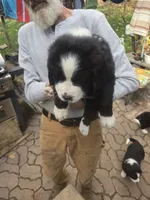 Petey, a male Bernese Mountain Dog and Newfoundland for sale in Cheboygan, MI – 3 of 3