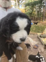 Grumpy , a male Bernese Mountain Dog and Newfoundland for sale in Cheboygan, MI – 2 of 2