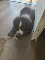 Preacher , a male Bernese Mountain Dog and Newfoundland for sale in Cheboygan, MI – 2 of 4