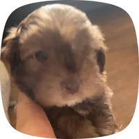 Coco, a male Shih Tzu for sale in Albuquerque, NM – 3 of 4
