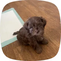 Coco, a male Shih Tzu for sale in Albuquerque, NM – 2 of 4