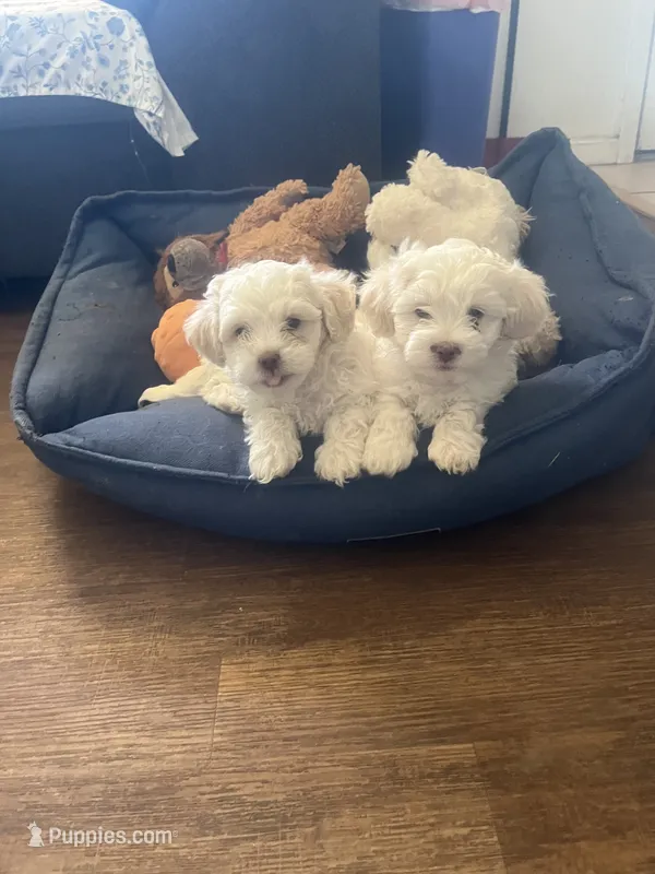 Cocos pelados – Shih Tzu puppy for sale in Albuquerque, NM