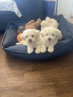 Cocos pelados, a male Shih Tzu for sale in Albuquerque, NM – 1 of 3