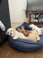 Cocos pelados, a male Shih Tzu for sale in Albuquerque, NM – 3 of 5