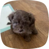 Coco, a male Shih Tzu for sale in Albuquerque, NM – 1 of 4