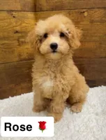 rose 🌹 , a female Poodle - Toy  for sale in San Fernando, CA – 1 of 1