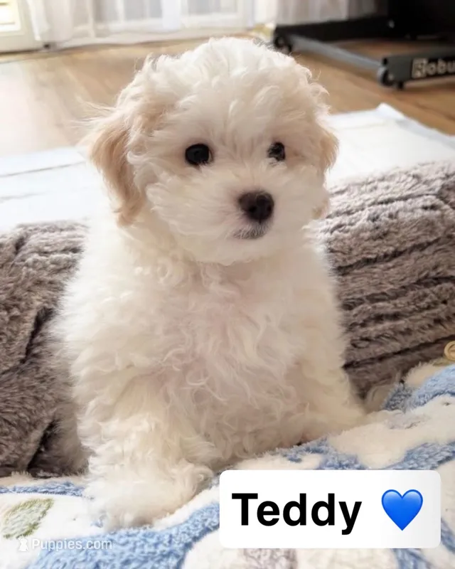 teddy – Poodle - Toy  puppy for sale in San Fernando, CA