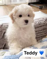 teddy, a male Poodle - Toy  for sale in San Fernando, CA – 1 of 1