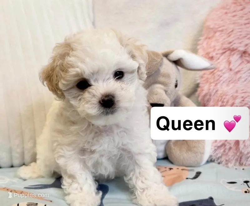 Queen – Poodle - Toy  puppy for sale in San Fernando, CA