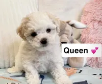 Queen, a female Poodle - Toy  for sale in San Fernando, CA – 1 of 1