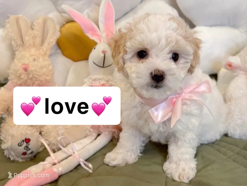 love – Poodle - Toy  puppy for sale in San Fernando, CA
