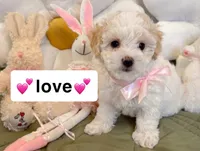 love, a female Poodle - Toy  for sale in San Fernando, CA – 1 of 1