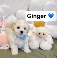 ginger , a male Poodle - Toy  for sale in San Fernando, CA – 1 of 1
