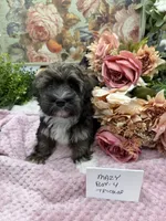Mazy Boy-4 Tricolor, a male Havanese for sale in Corryton, TN – Photo 2 of 7