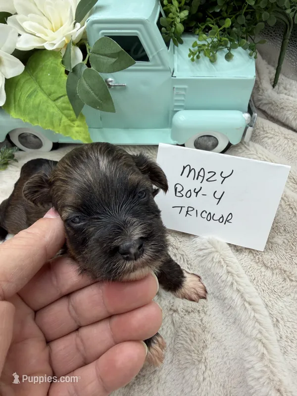 Mazy Boy-4 Tricolor, a male Havanese for sale in Corryton, TN – Photo 1 of 4