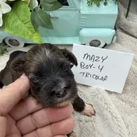 Mazy Boy-4 Tricolor, a male Havanese for sale in Corryton, TN – Photo 1 of 4